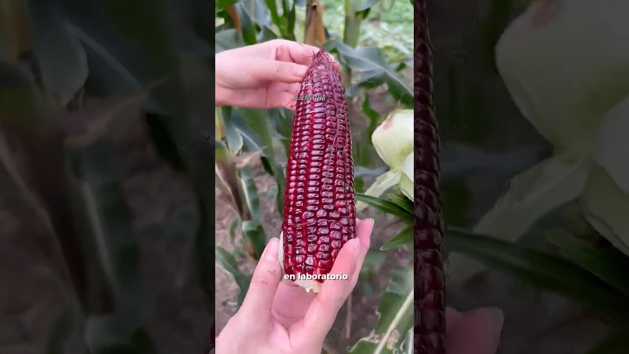 Este Maíz Seguro Nunca Lo Has Visto