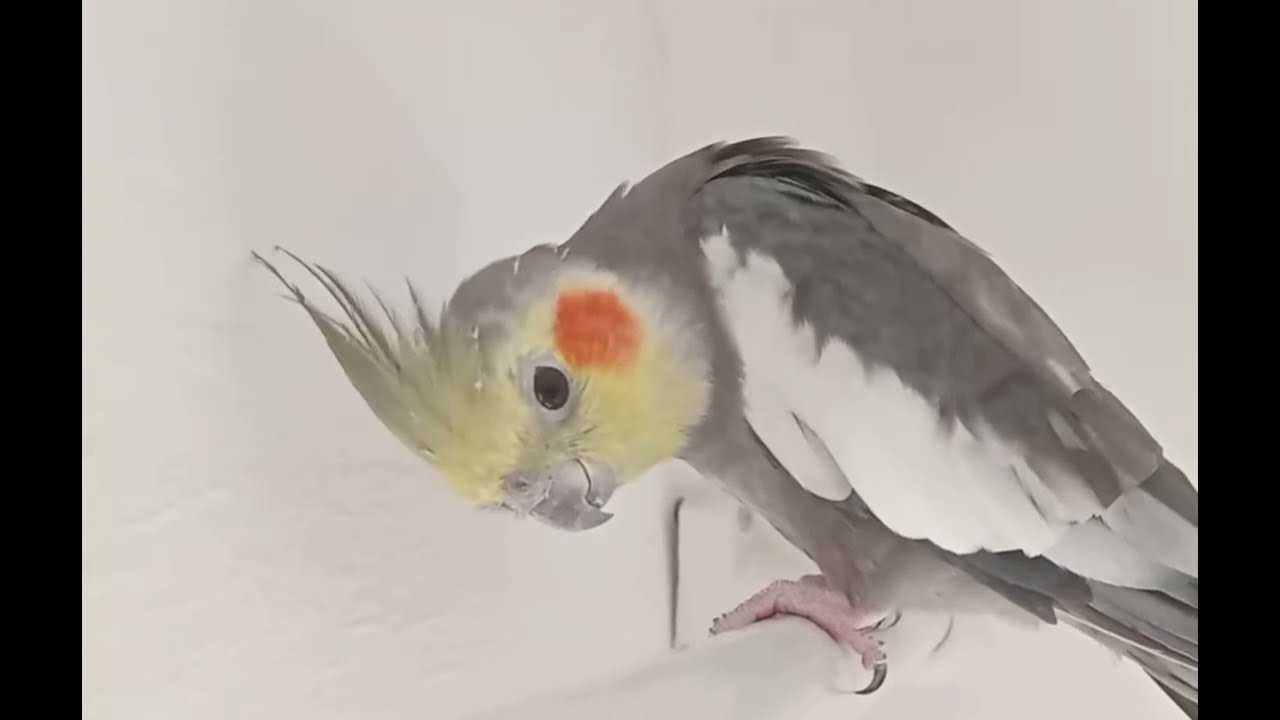 Se você gosta de pássaros vai amar esse vídeo!!! #calopsita #birds #cute