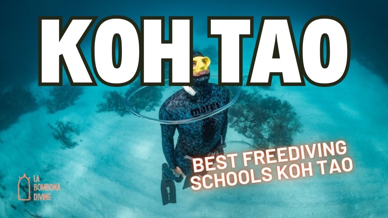 Best Freediving Schools Koh Tao