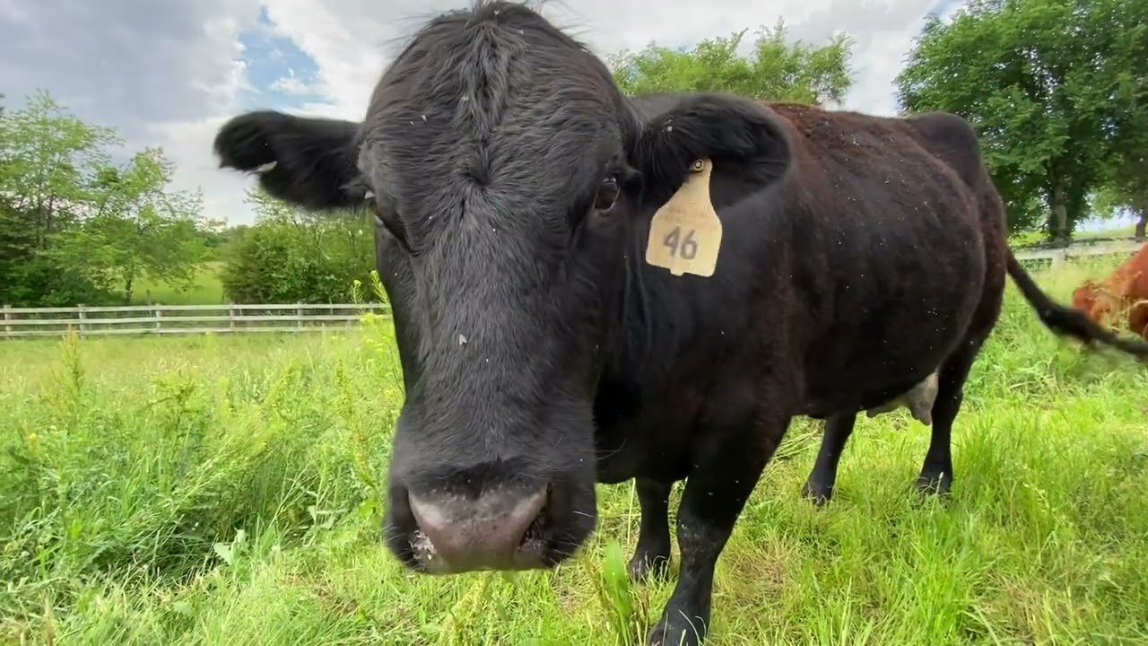 Four Ways To Fight Pasture Thistles