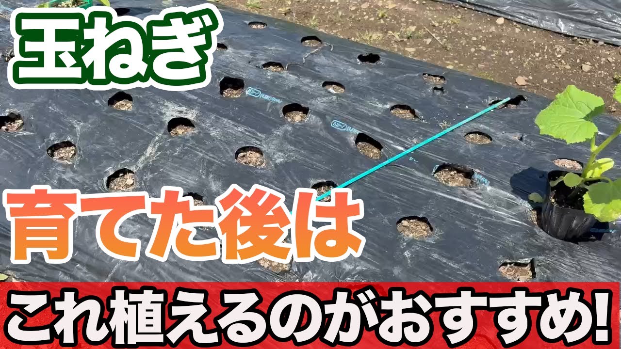 【玉ねぎ】後作におすすめの野菜！うまく育てられます