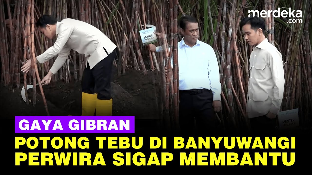 Gaya Wapres Gibran Potong Tebu di Banyuwangi, Perwira Polisi Sigap Membantu