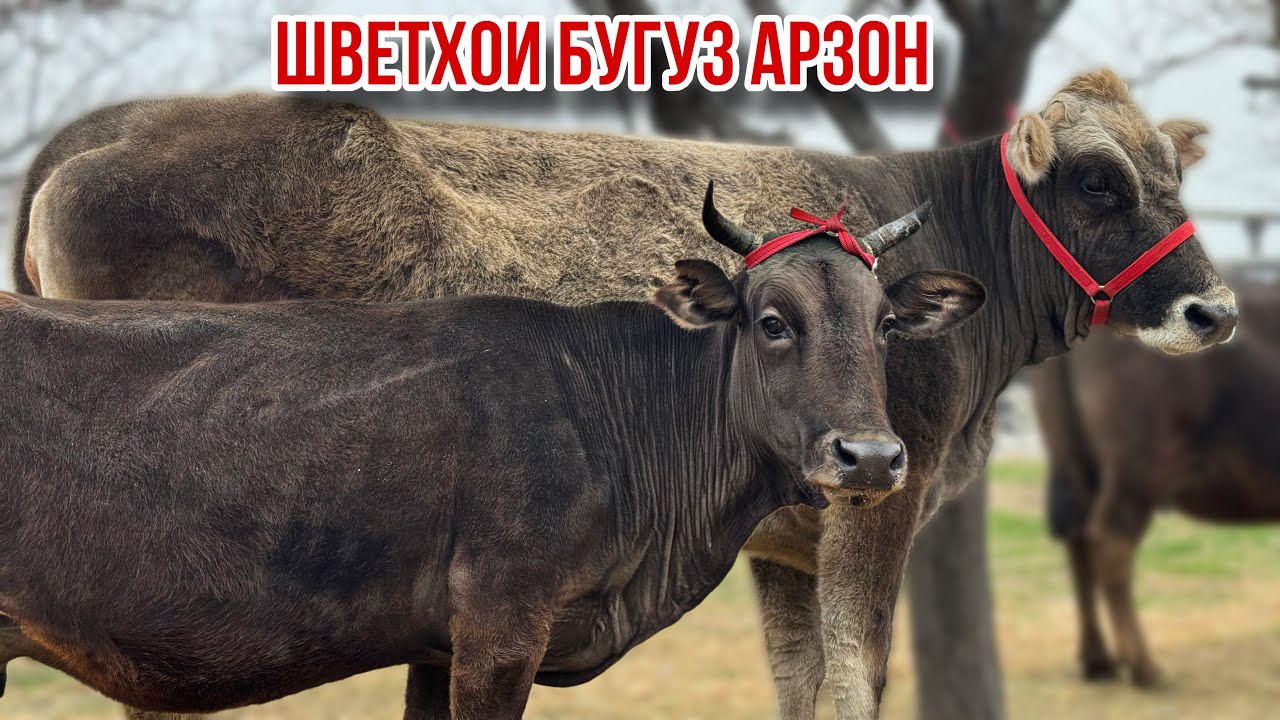 Шведхо арзон успет кунед 3 марта 2026 г.