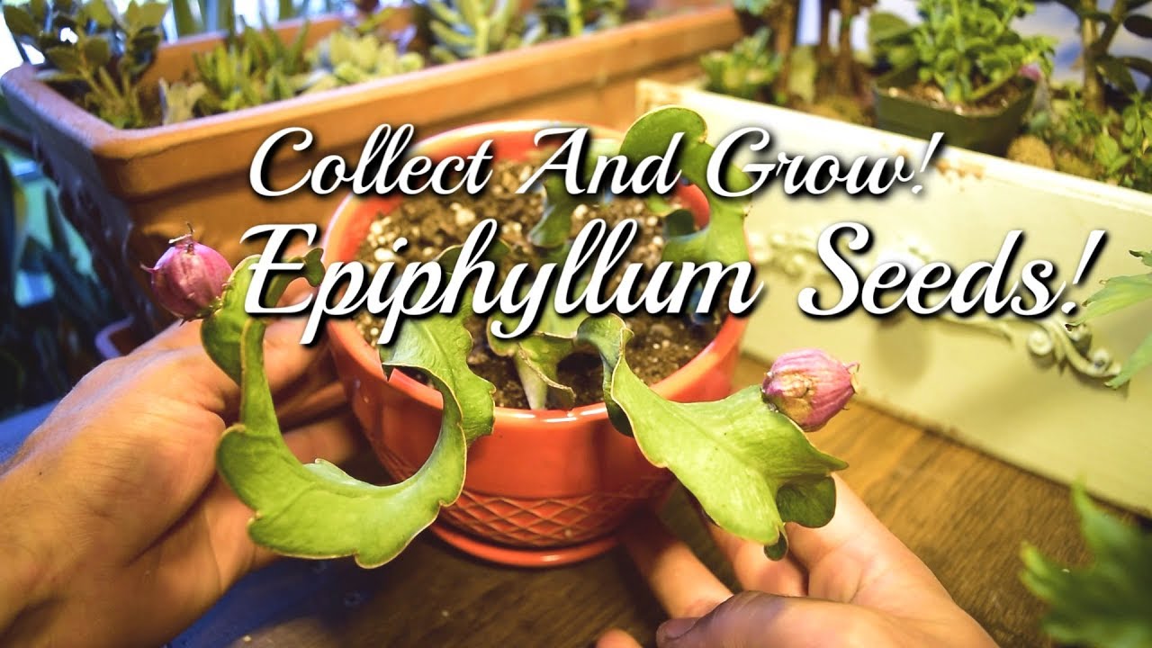 How to Collect, Germinate, and Grow Epiphyllum Guatemalense Cactus Seeds! Part 1