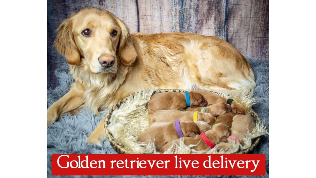 Golden Retriever Live Delivery! जब आप की फीमेल डॉग के पप्पी होते हैँ तो क्या करें?