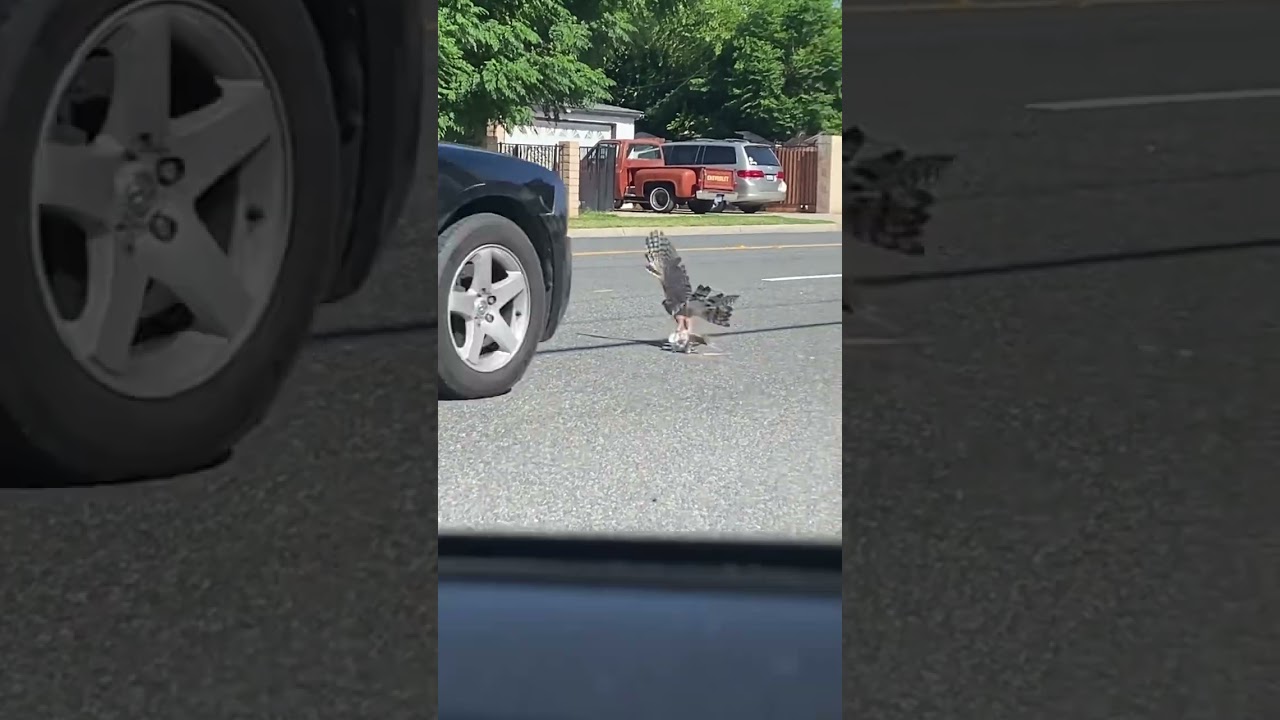 FALCON or HAWK hit by CAR while preying on pigeon!Pigeon was able to get away if you look closely!👀