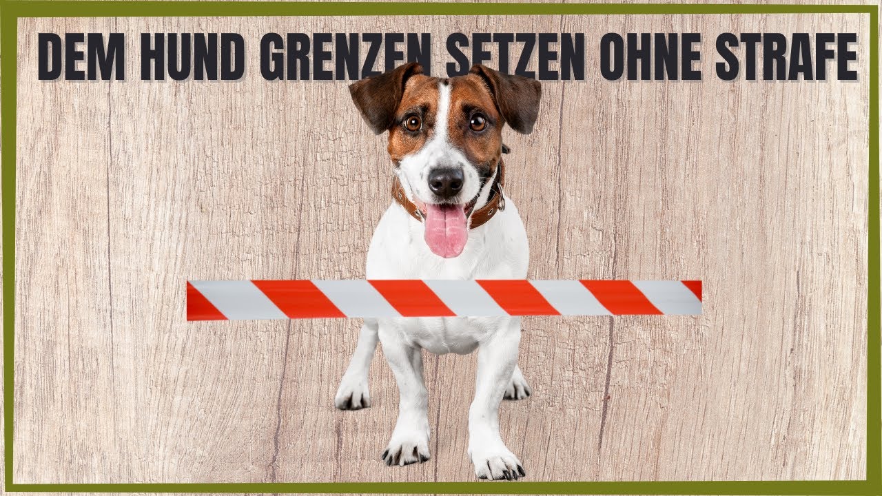 Gewaltfreies Training- Dem Hund positiv Grenzen setzen [Geht das?]