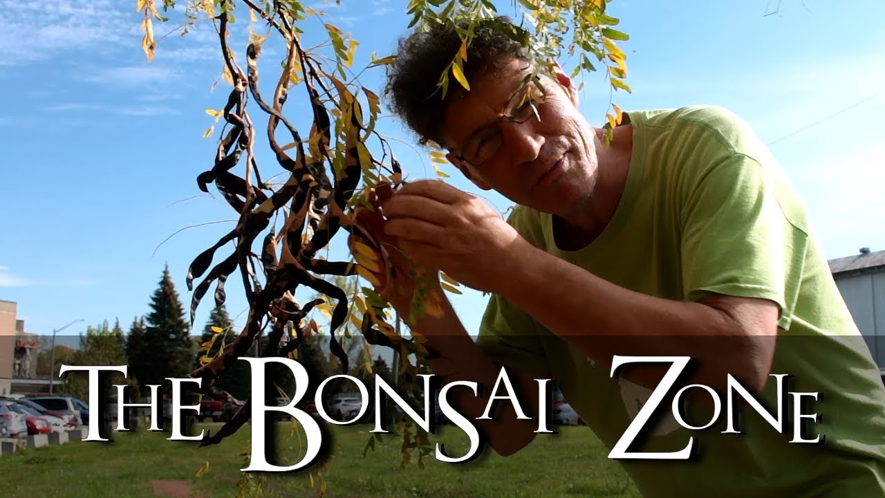 The Bonsai Zone, Growing Bonsai From Seeds, Part One, Collecting, Oct 2017
