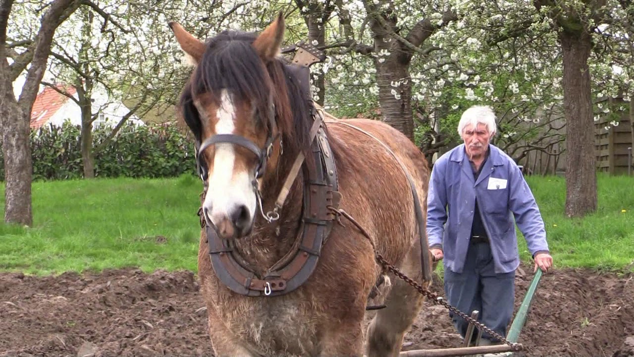 Belgian Draft Horses:master plower plows on ridges