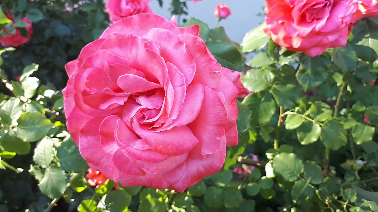 РОЗА ДИ ДИ БРИДЖУОТЕР🏵🏵🏵 В ЖАРУ🌞🌞🌞ШЕДЕВР МОЕГО САДА👍👍👍