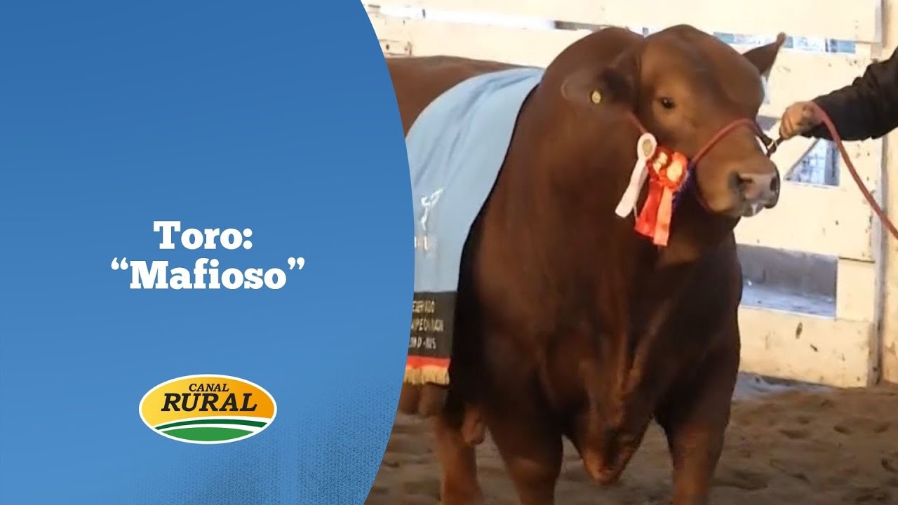 Precio récord para Mafioso: $272 millones por el 50% de un toro de El Porvenir - 08-08-2025