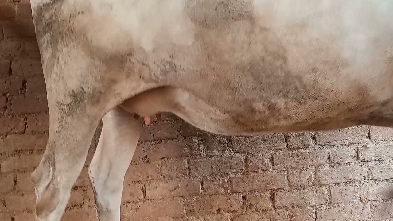 Desi gaye video || cow videos