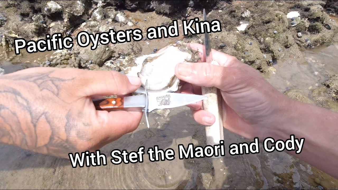 Catch and Cook Pacific Oysters and Kina with Stef the Maori and Cody in Kerikeri