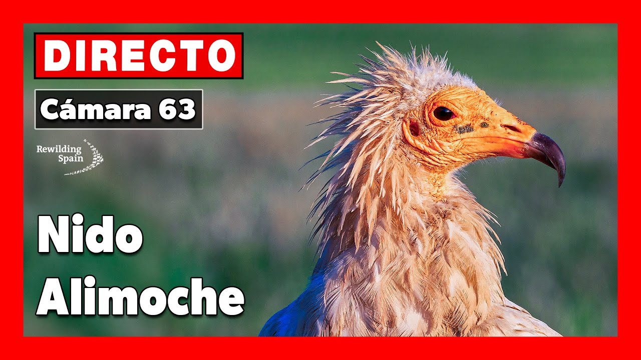 Nido alimoche 🔴 DIRECTO (Cámara 63 | PN Alto Tajo, Guadalajara)