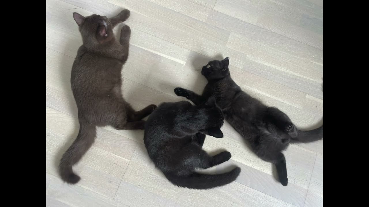 Kitten Brothers Growing Up 🐾 (19–22 Weeks Old Photo Memories)