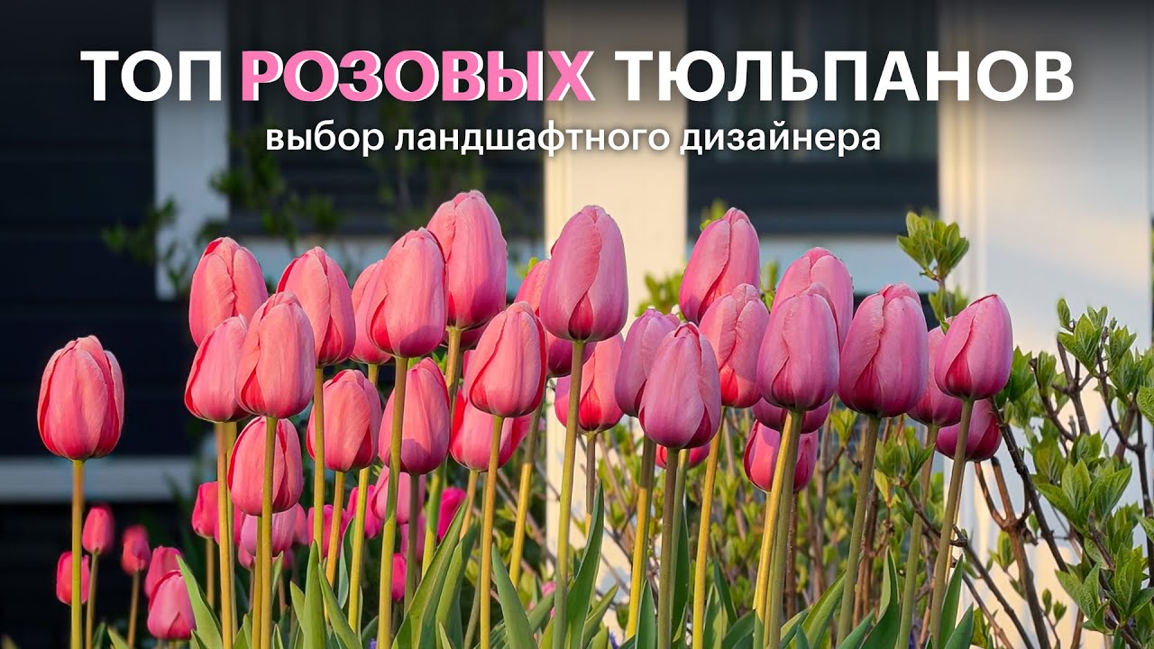 Розовые тюльпаны. Сравнительный обзор моих любимых сортов