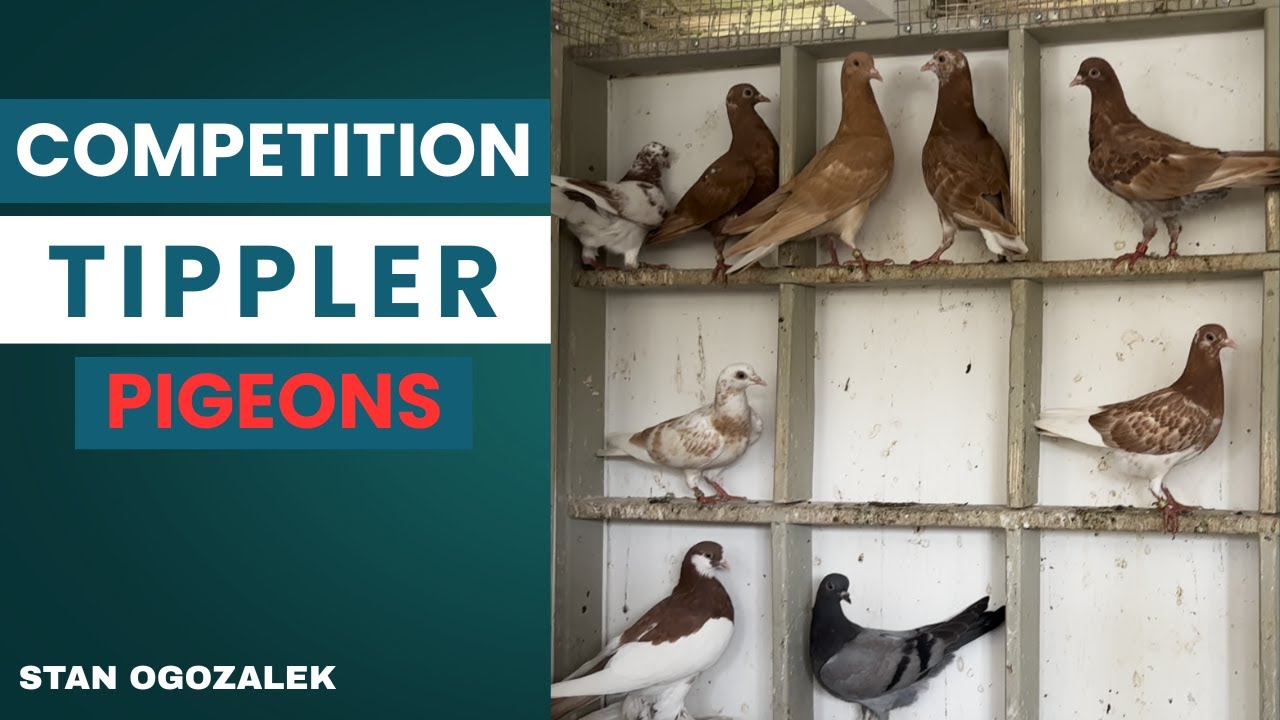 Competition Flying Tippler Pigeons - [Stan Ogozalek]