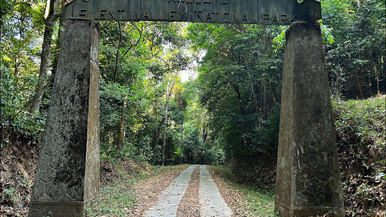 Summer in Silent Valley Rain Forest