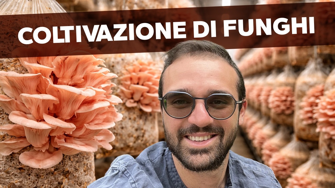 Quanto costa avviare una coltivazione di funghi