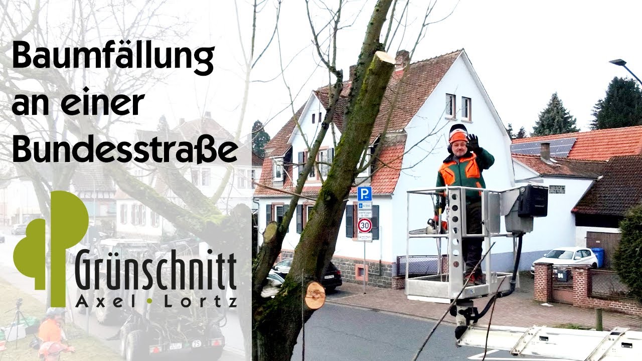 Baumfällung an einer Bundesstraße - B38 Groß-Bieberau