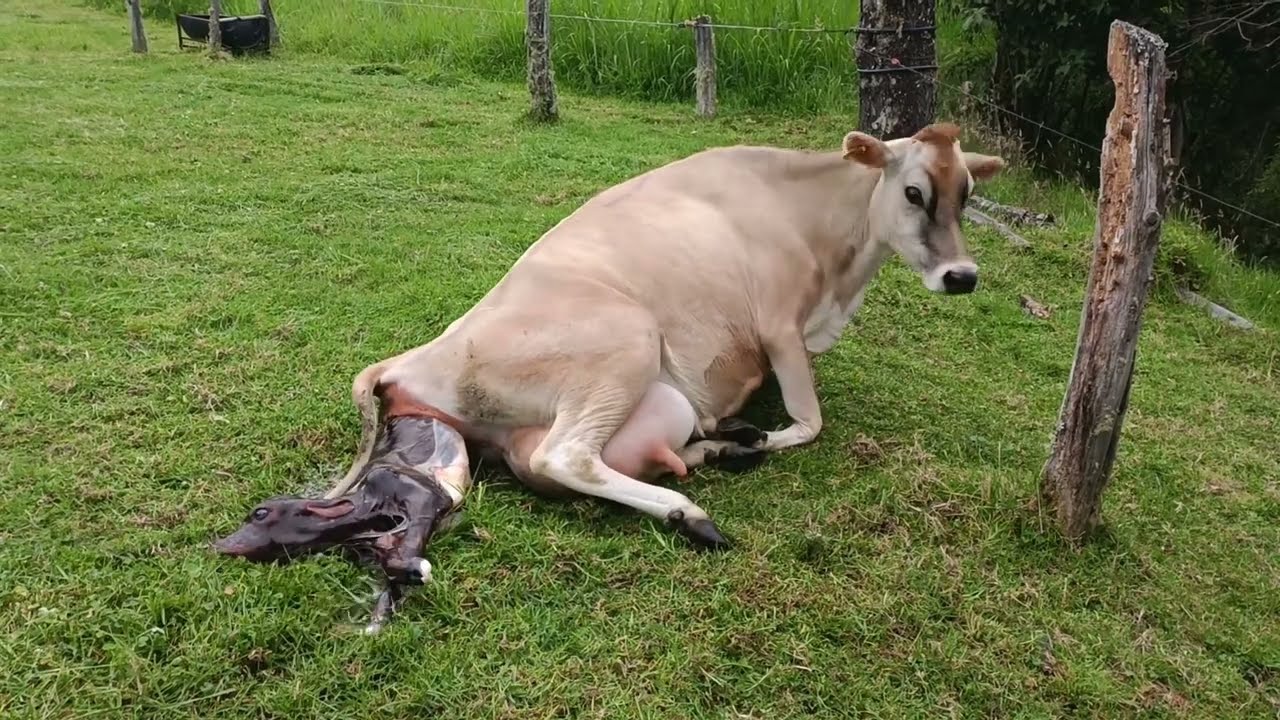 El parto Bovino, en su máxima expresión. Eficiencia de la vaca Jersey, al momento del parto. #Vacas