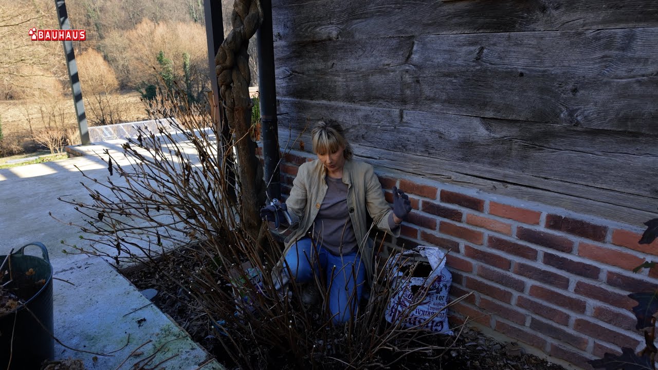 Škola vrtlarstva - vrijeme za orezivanje hortenzija