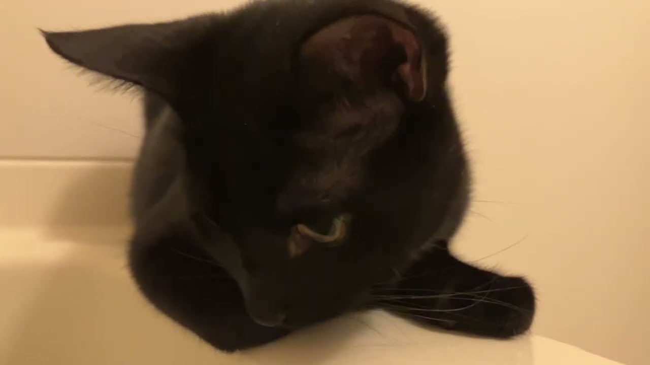 黒猫むぎちゃん2025.1019🐈‍⬛久しぶりにゆっくりお風呂，最近日課のお風呂窓探偵🕵️