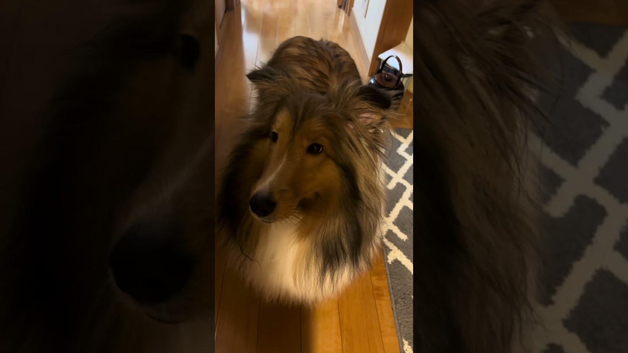 シェルティ福ちゃん　ボールで遊ぶ