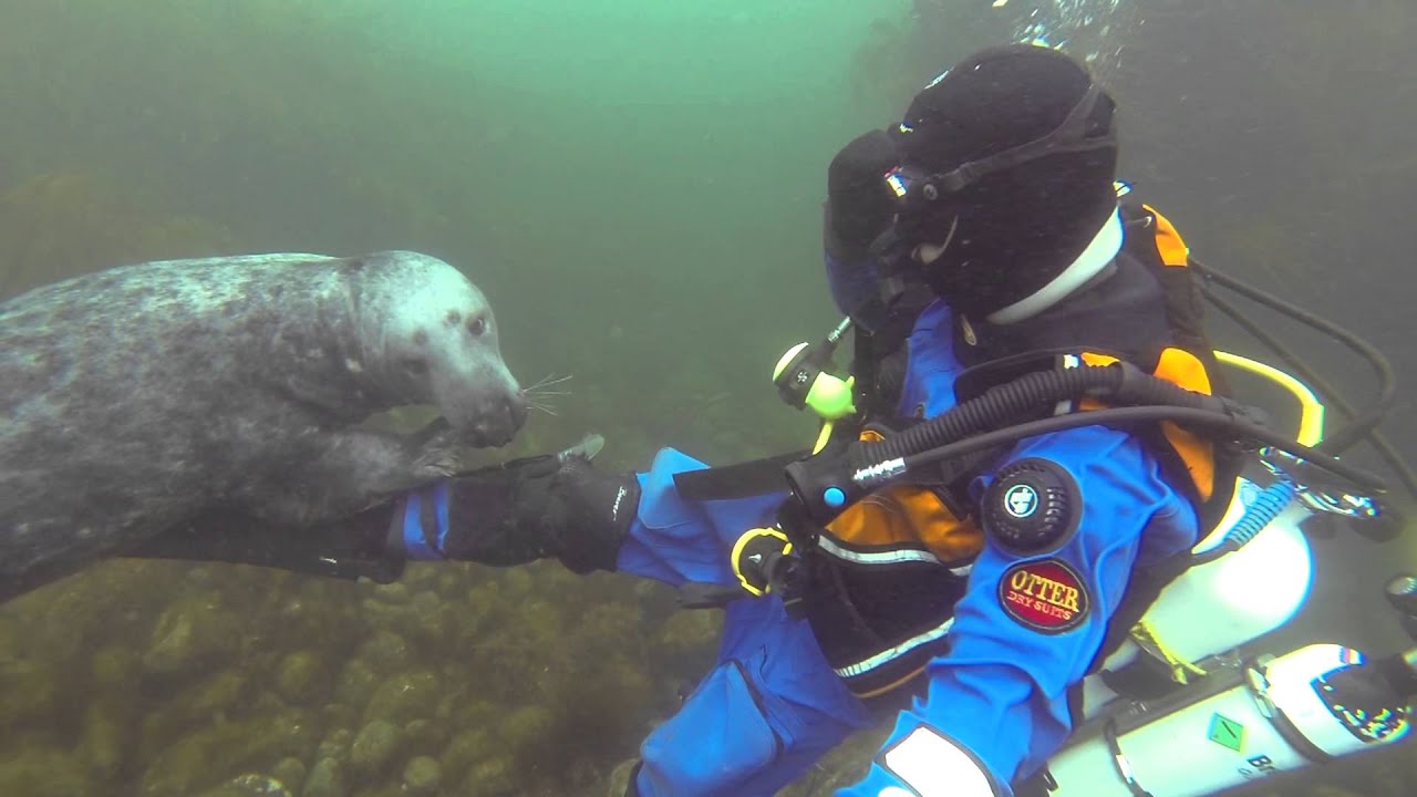 Unusual footage - Bull Grey Seal