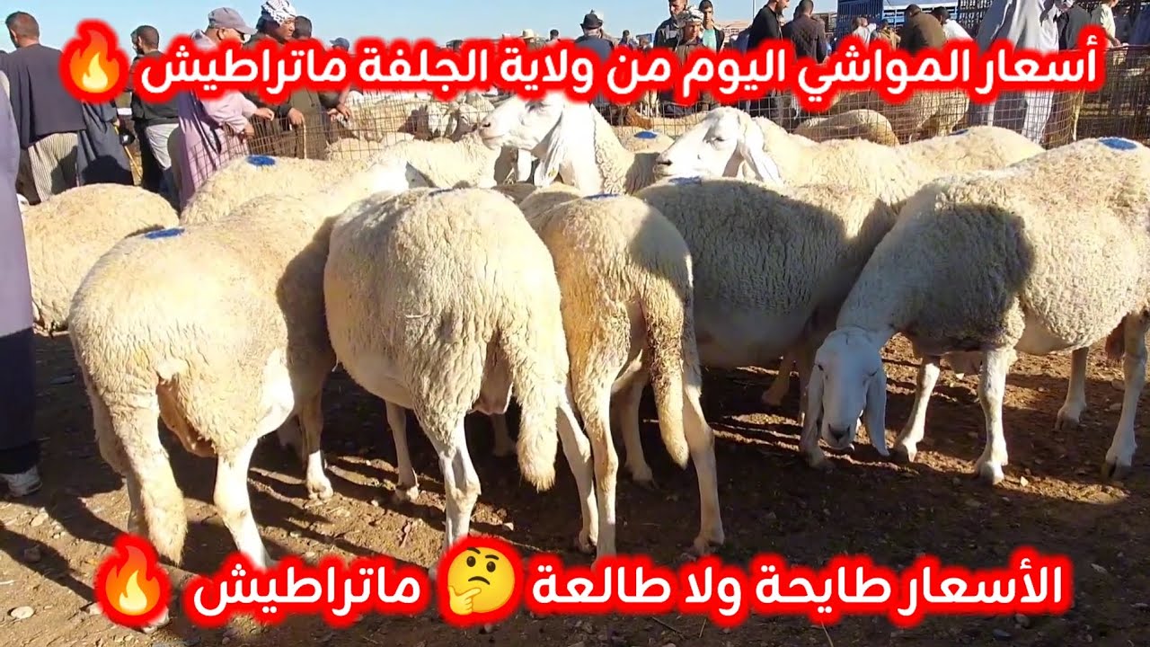 أسعار المواشي في الجزائر من ولاية الجلفة 11 جانفي 2026 تراجع محسوس في الأسعار اليوم 