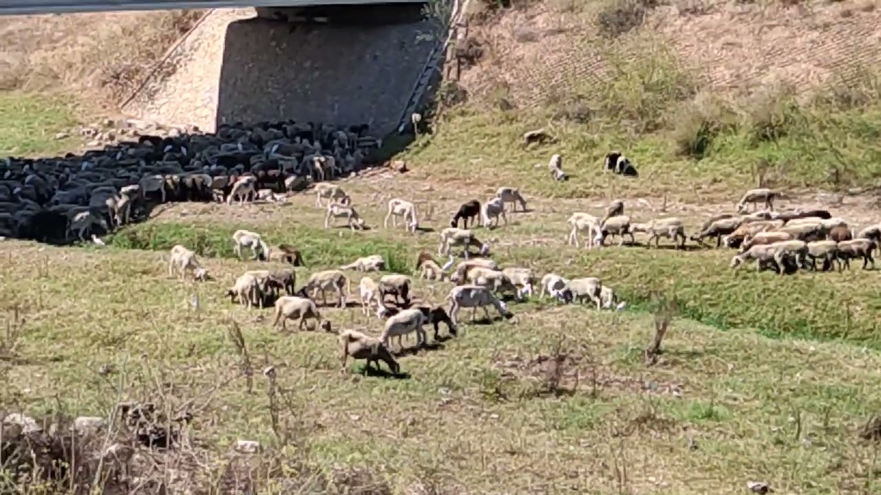 Ovejas