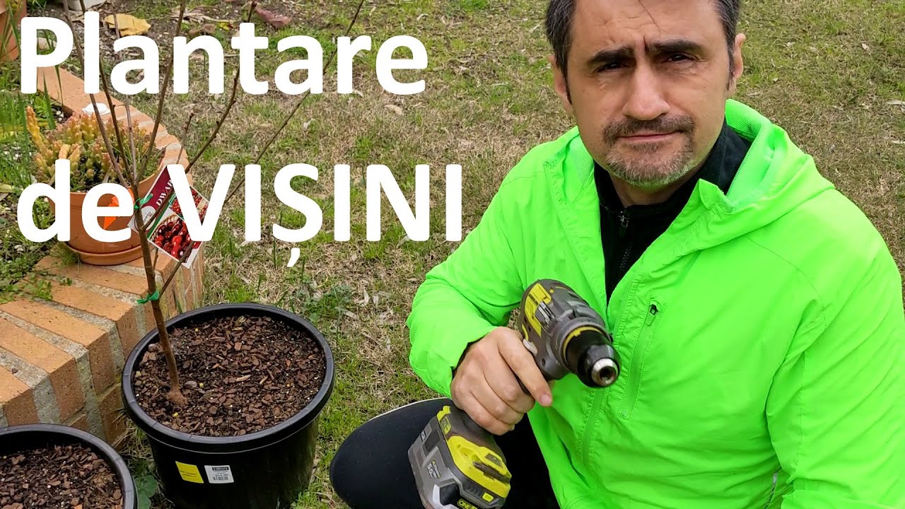 Plantare de visini
