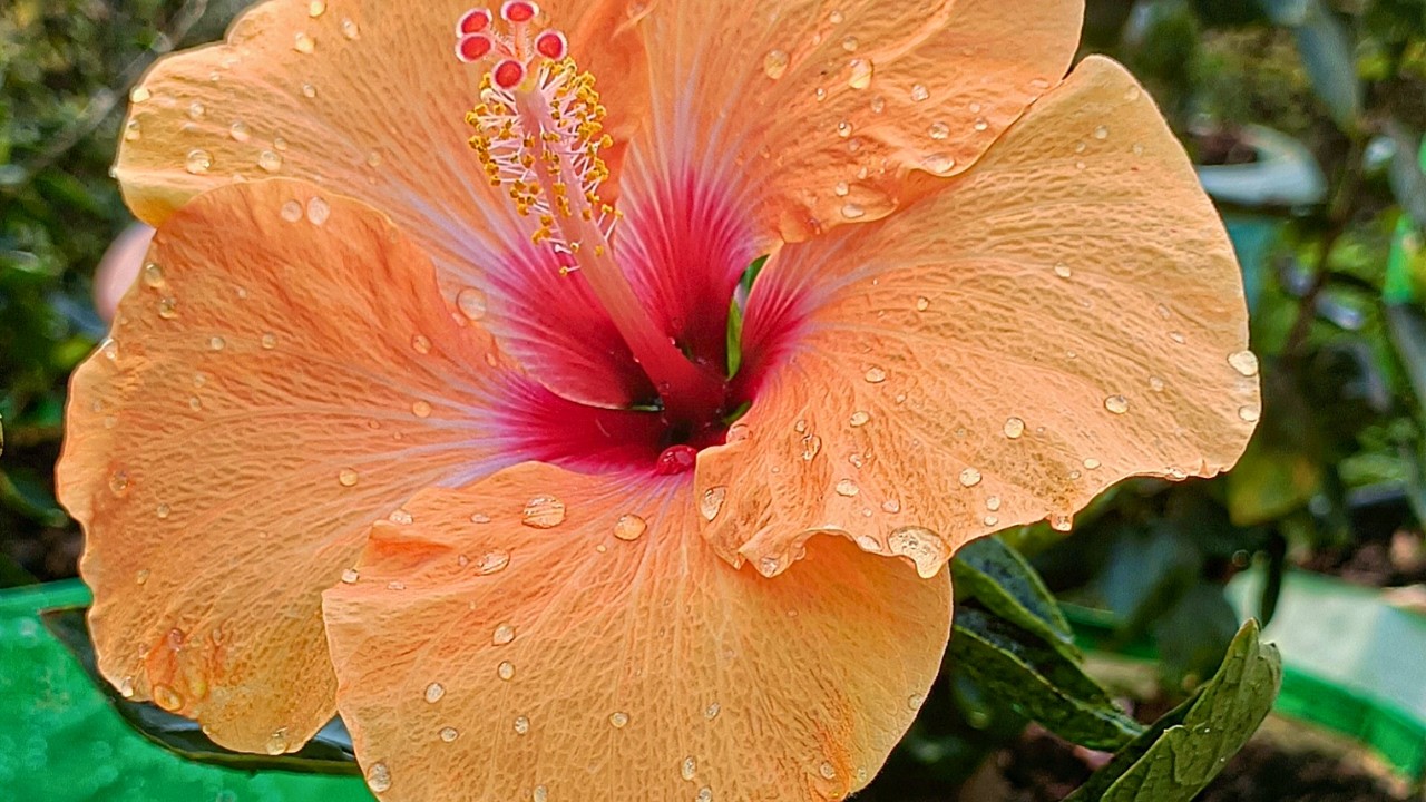 Hibiscus Full Bloom After Rain 🌧️🌺 | Orange Gudhal Flower Cinematic Garden View India