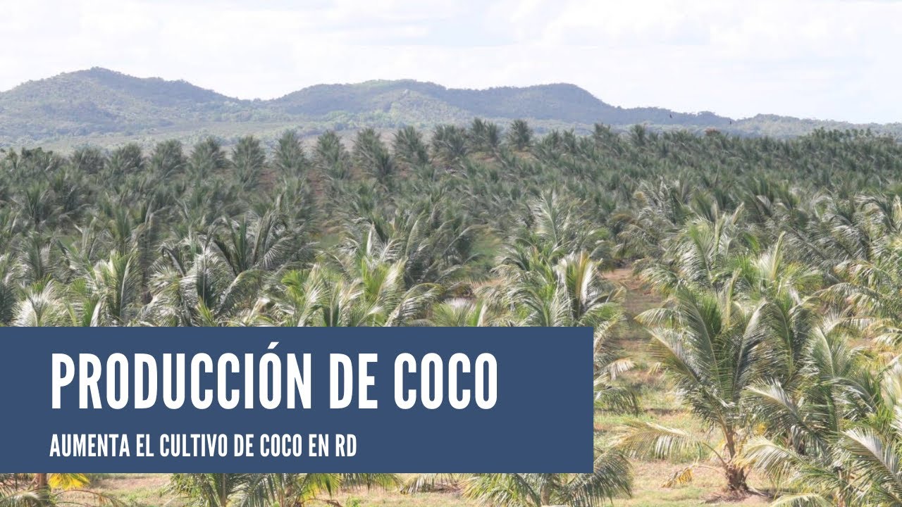 Producción de coco, nueva moda en RD