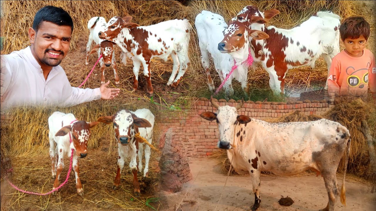 Cow gave birth to two babies | Cow ne do diye | adil charwaha