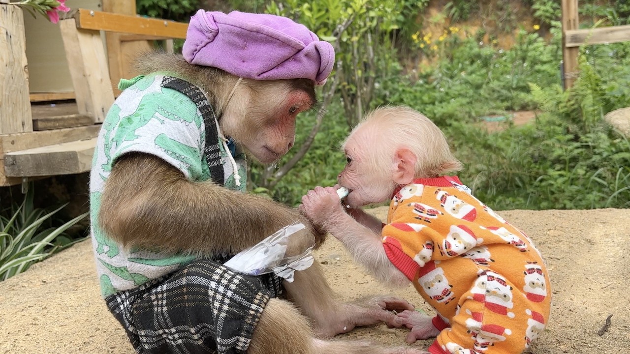 Oh so sweet!♥️Max brother's special care of baby monkey💝🌀💜