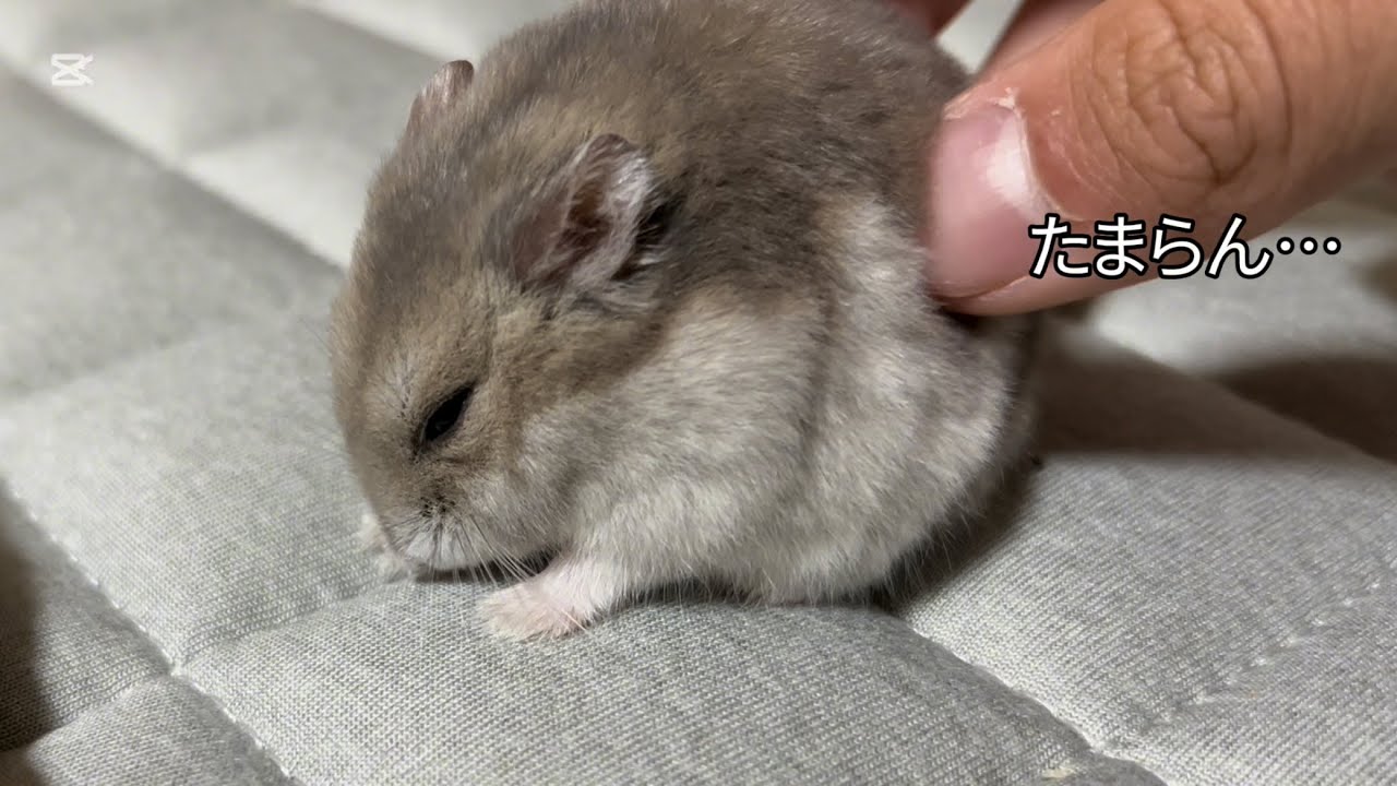 🐹にマッサージしたら、嬉しすぎた　#ハムスター