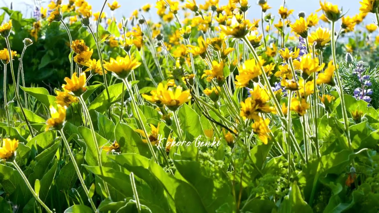 春光 spring light