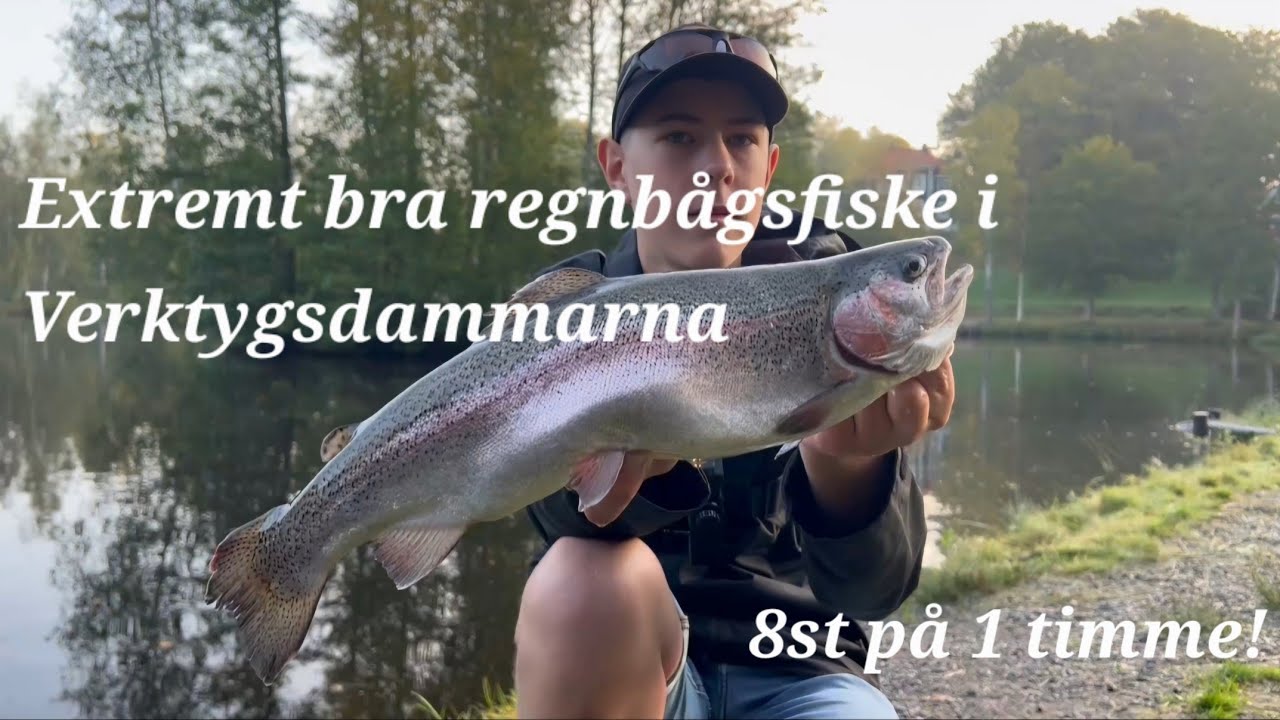 Bästa regnbågsfisket vi någonsin har haft, Verktygsdammarna I Tyringe.