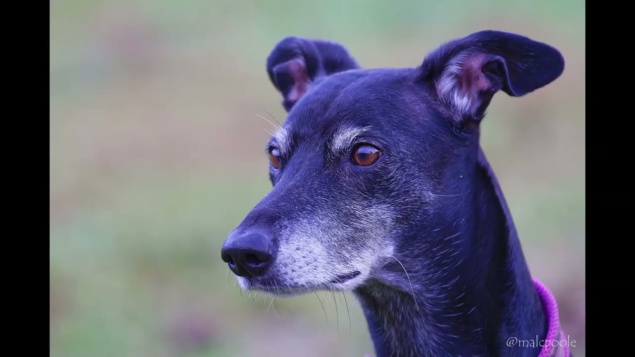 Meanwood Park Dogs 31st January 2026