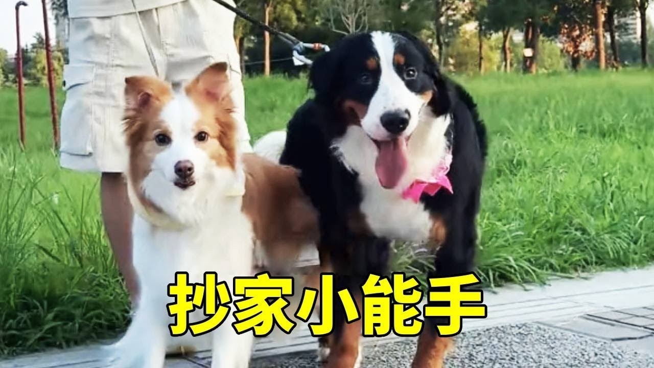 今天的订单史上最特殊，竟然是主人亲自开着车跨越五百公里送来，据说还是拆家小能手！【疯铲姐妹】