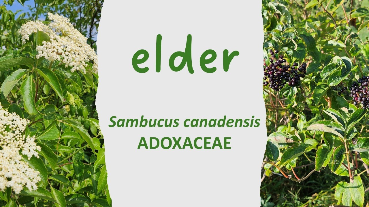 American Black Elderberry Sambucus canadensis great for natural habitat, refreshing beverage & more