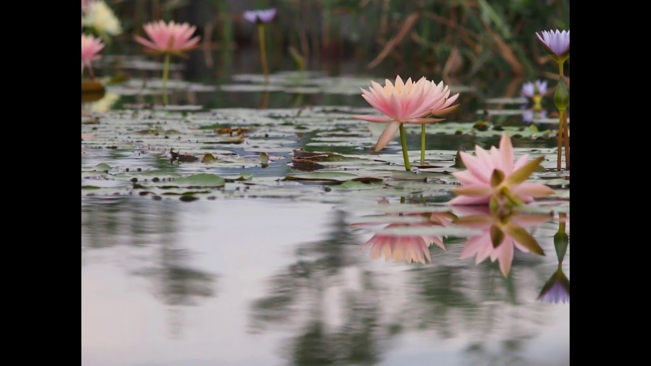 Water Lily - Nikkor AIS Series E 75-150mm f3.5