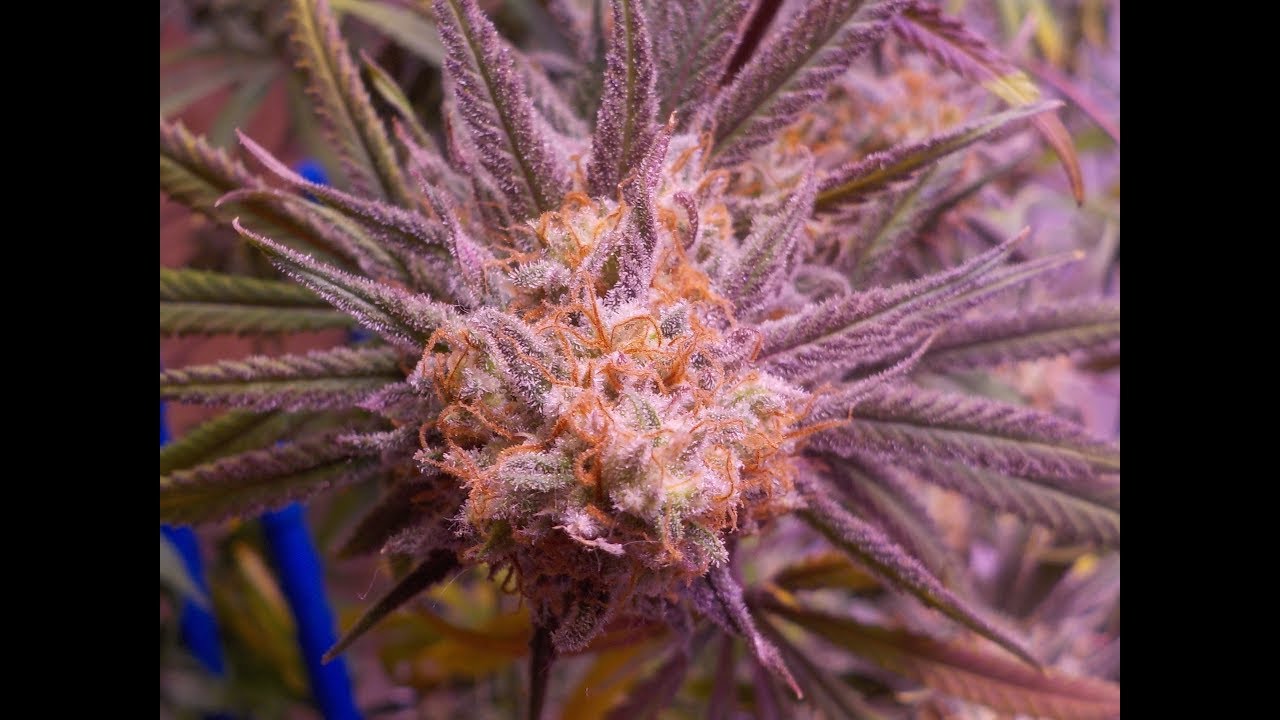 GOLIATH GROW SHOW