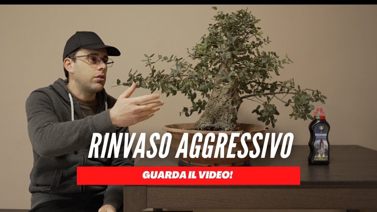 COME GESTIRE UN BONSAI DOPO UN RINVASO AGGRESSIVO