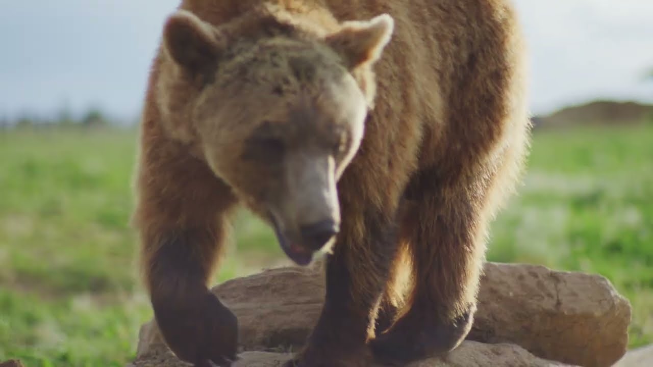 The Wild Animal Sanctuary Operates 4 separate locations with more than 30,000-acres of land.