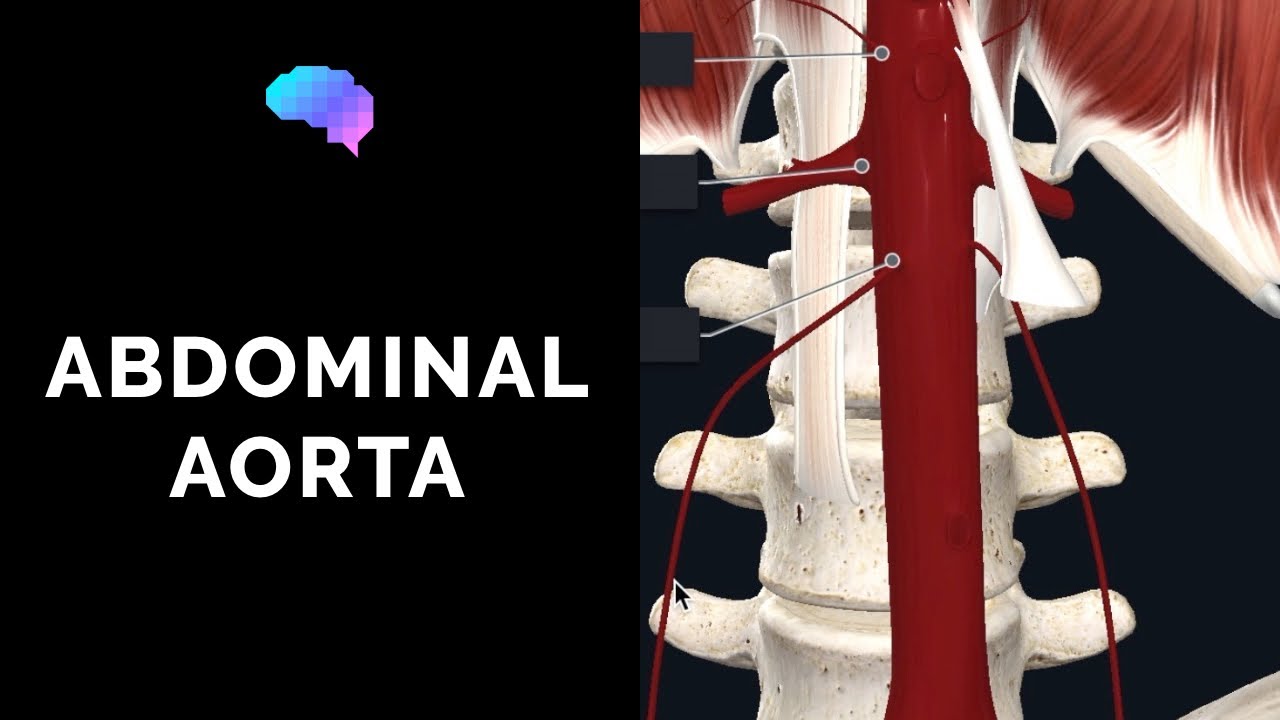 Abdominal Aorta Anatomy Overview (3D Anatomy Tutorial) | UKMLA | CPSA | PLAB 2
