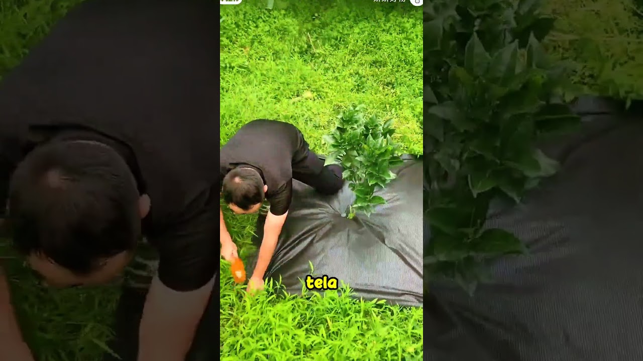 forma pr&aacute;ctica de erradicar las malas hierbas alrededor de las plantas.#shorts