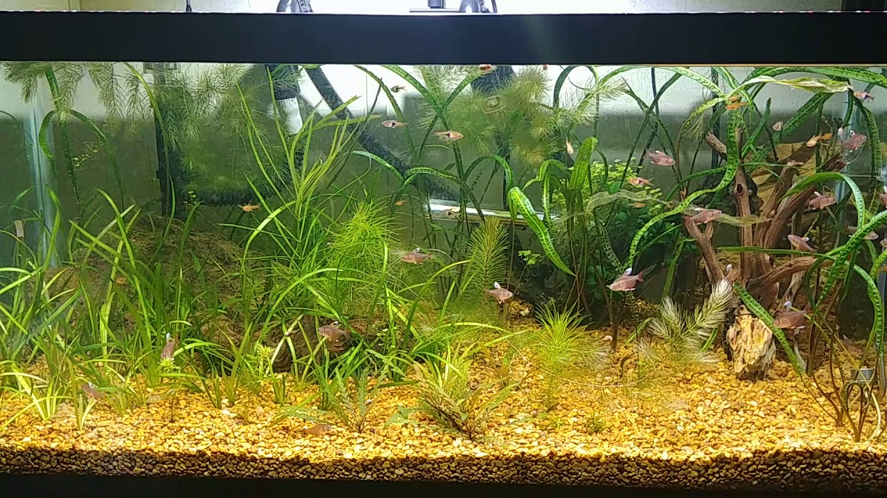 New favorite tank. Rosy tetras