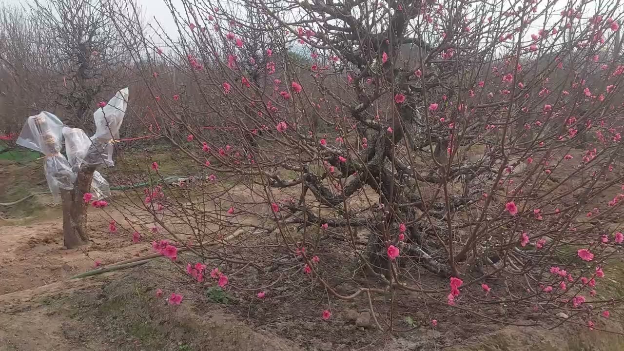Đột nhập thủ phủ Đào Nhật Tân, Hà Nội | Discover Nhat Tan Peach Blossom Village for Tet 2026
